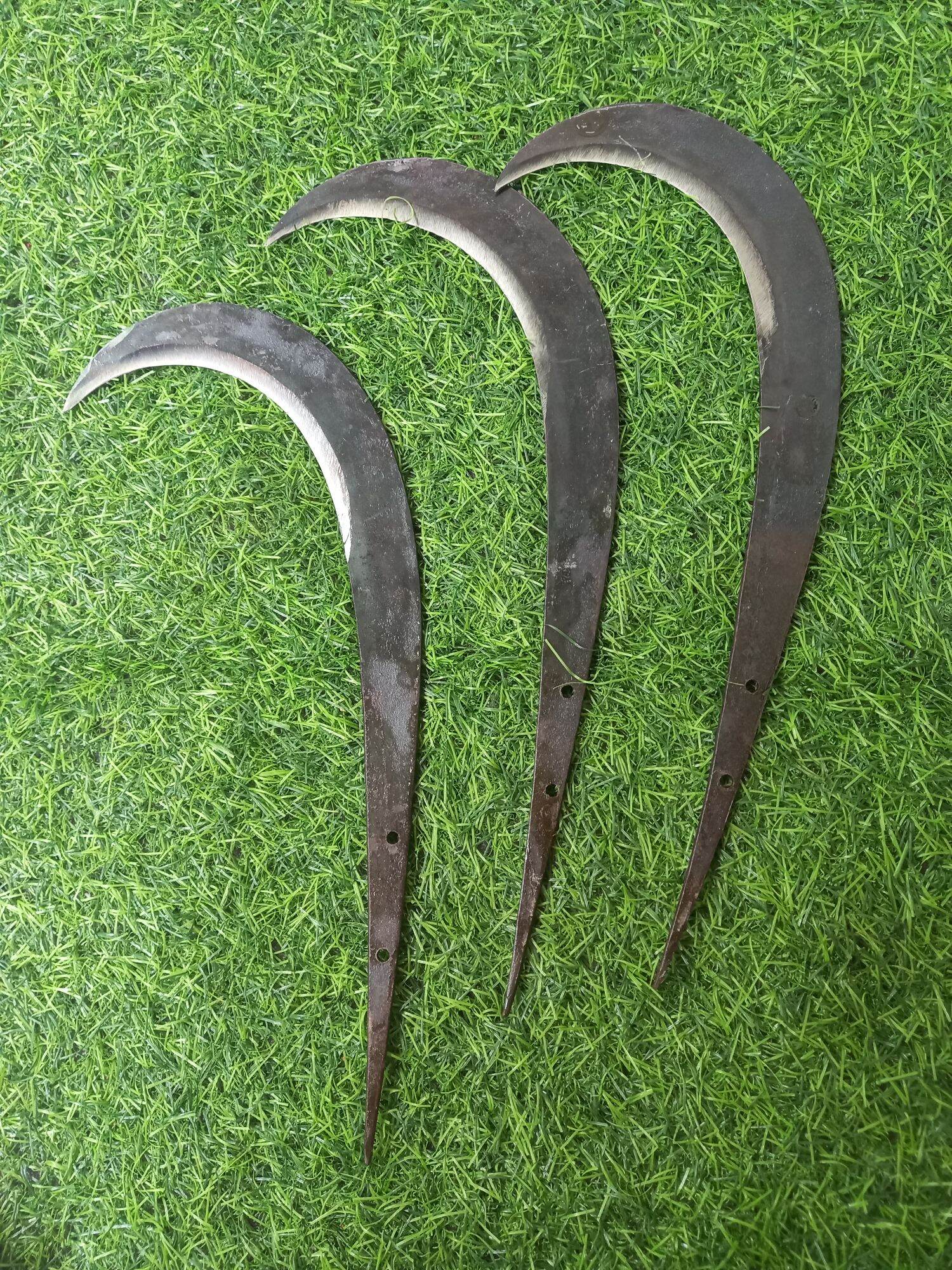 liềm  giựt  nhánh  cây (lớn )