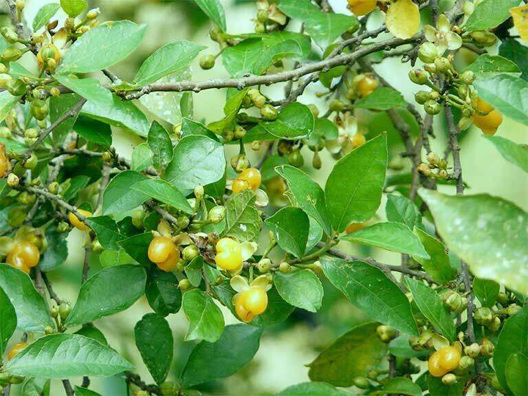 Cây duối cảnh (1 cây duối giống)