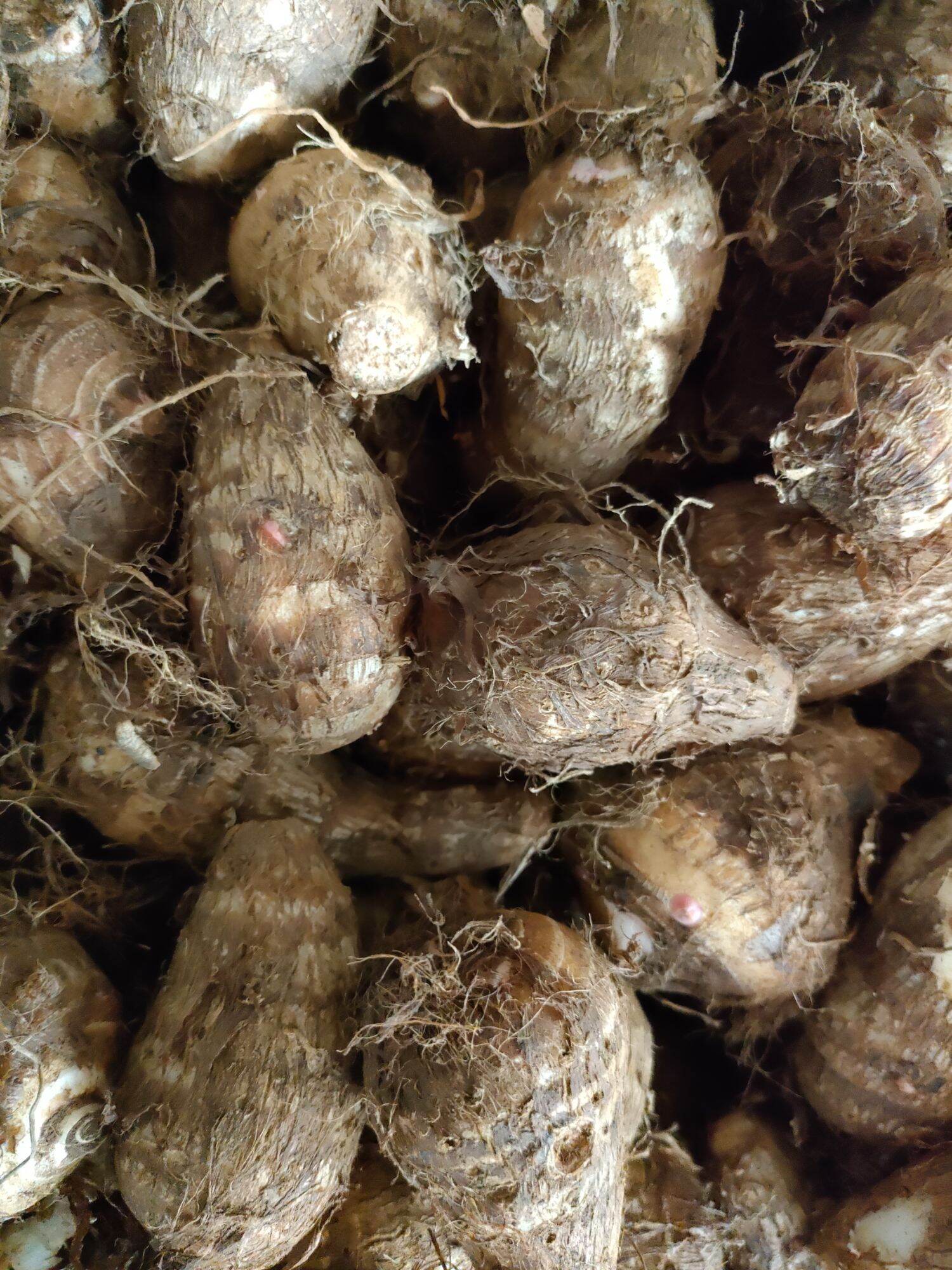 KHOI SỌ ĐĂKLĂK 2kg