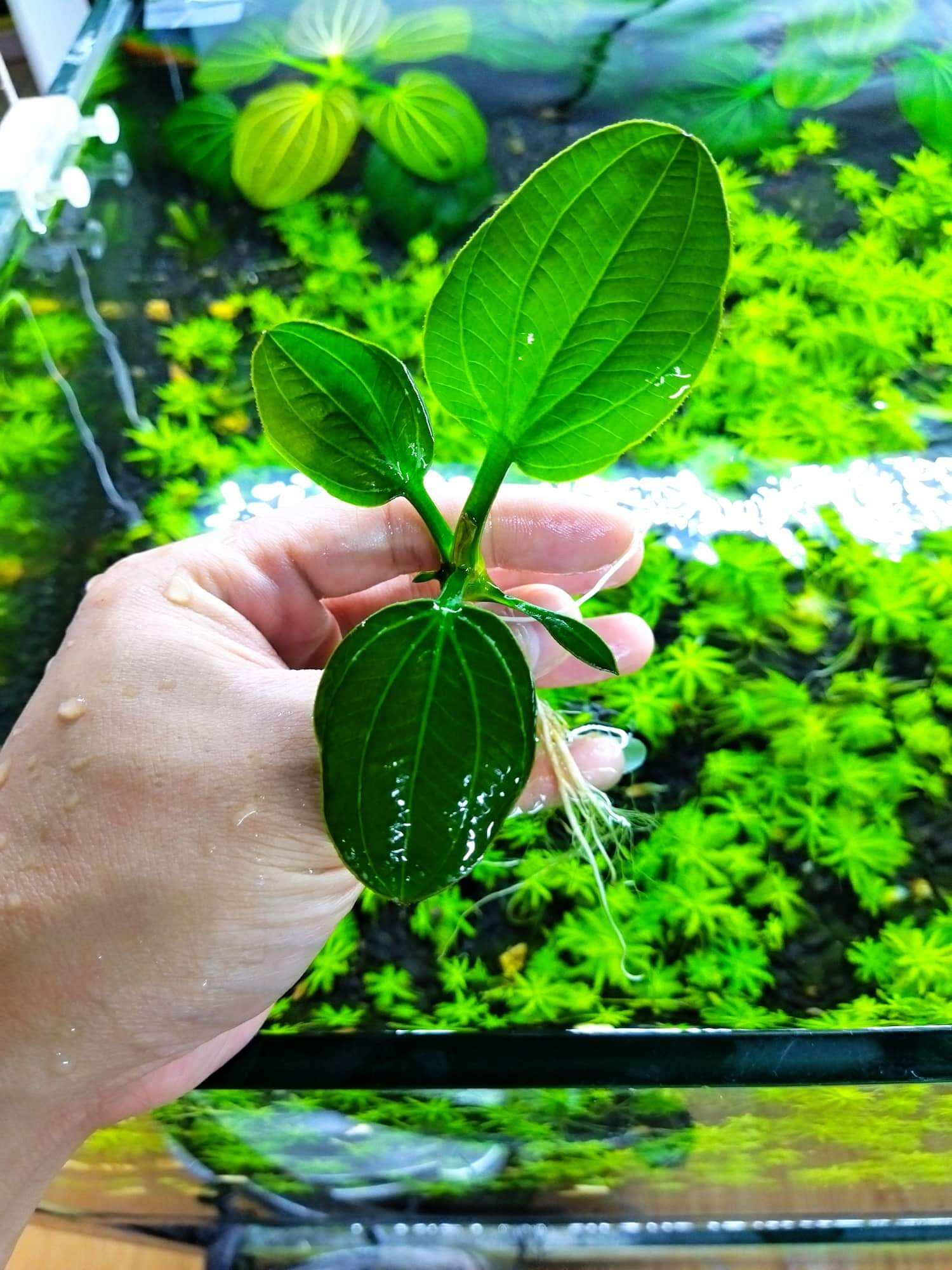 Cây trầu iguazu 2009 trồng trong bể cá