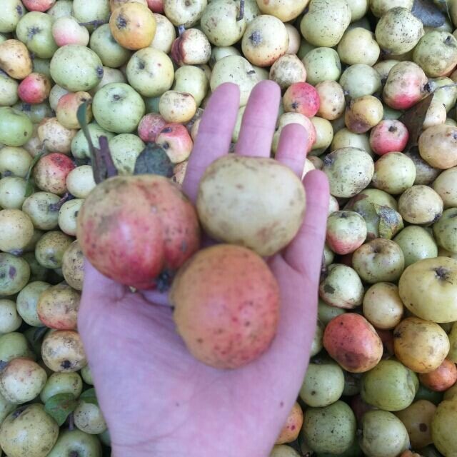 1kg táo mèo tươi yên bái