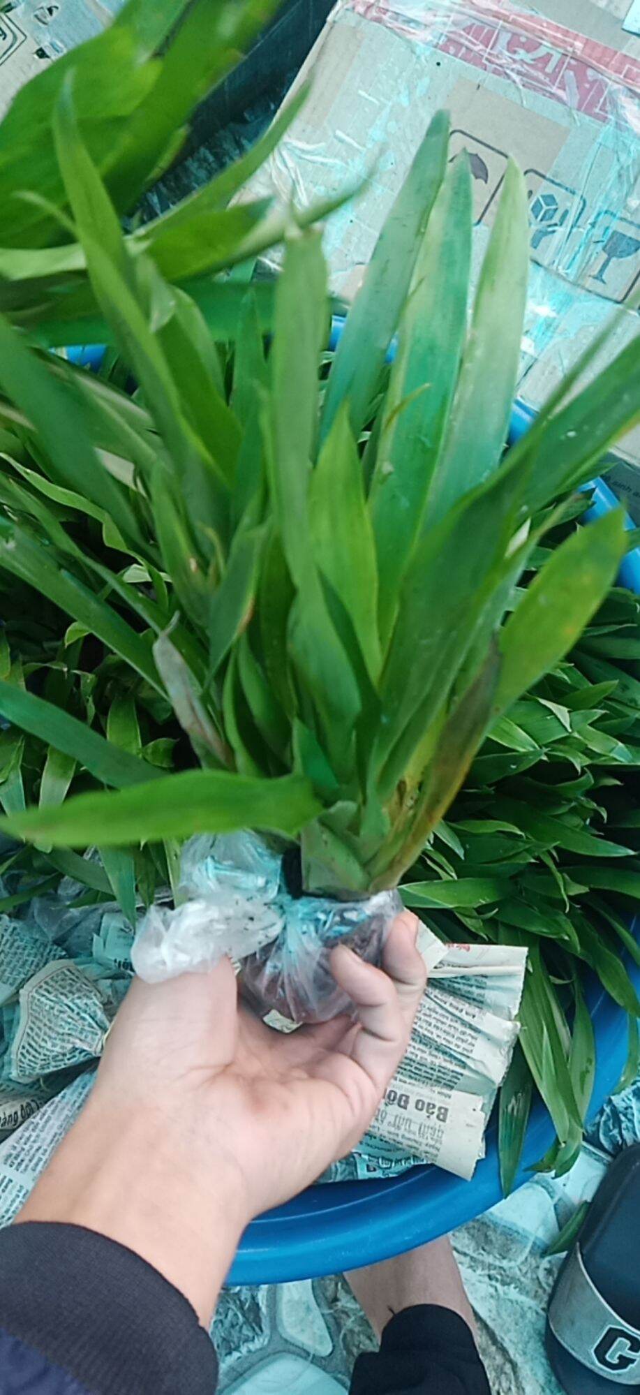 CHUẨN [XẢ HÀNG] Cây rau dừa nước khô 1kg Nhà Làm