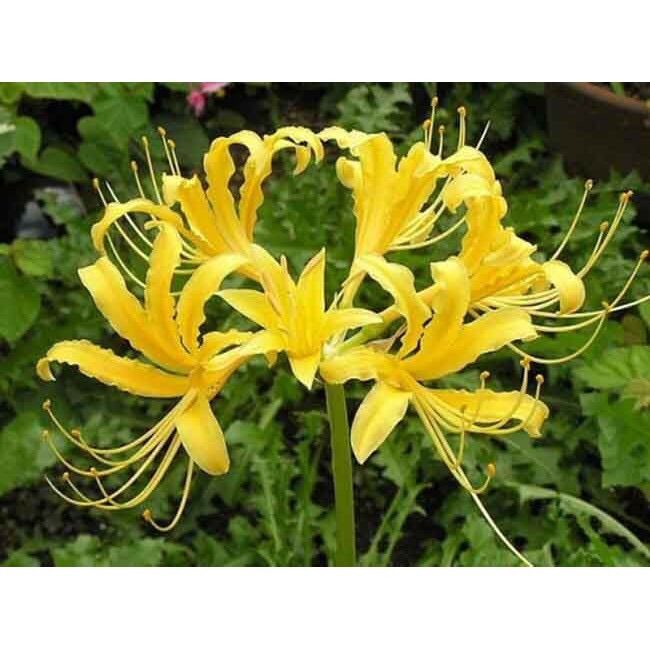 Tặng 2 củ hoa Bỉ ngạn đỏ,vàng