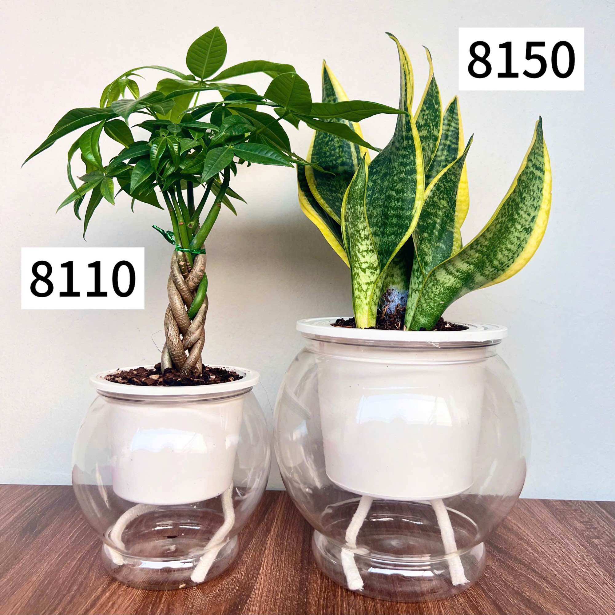COMBO2Chậu 8110 thuỷ sinh chất lượng cao