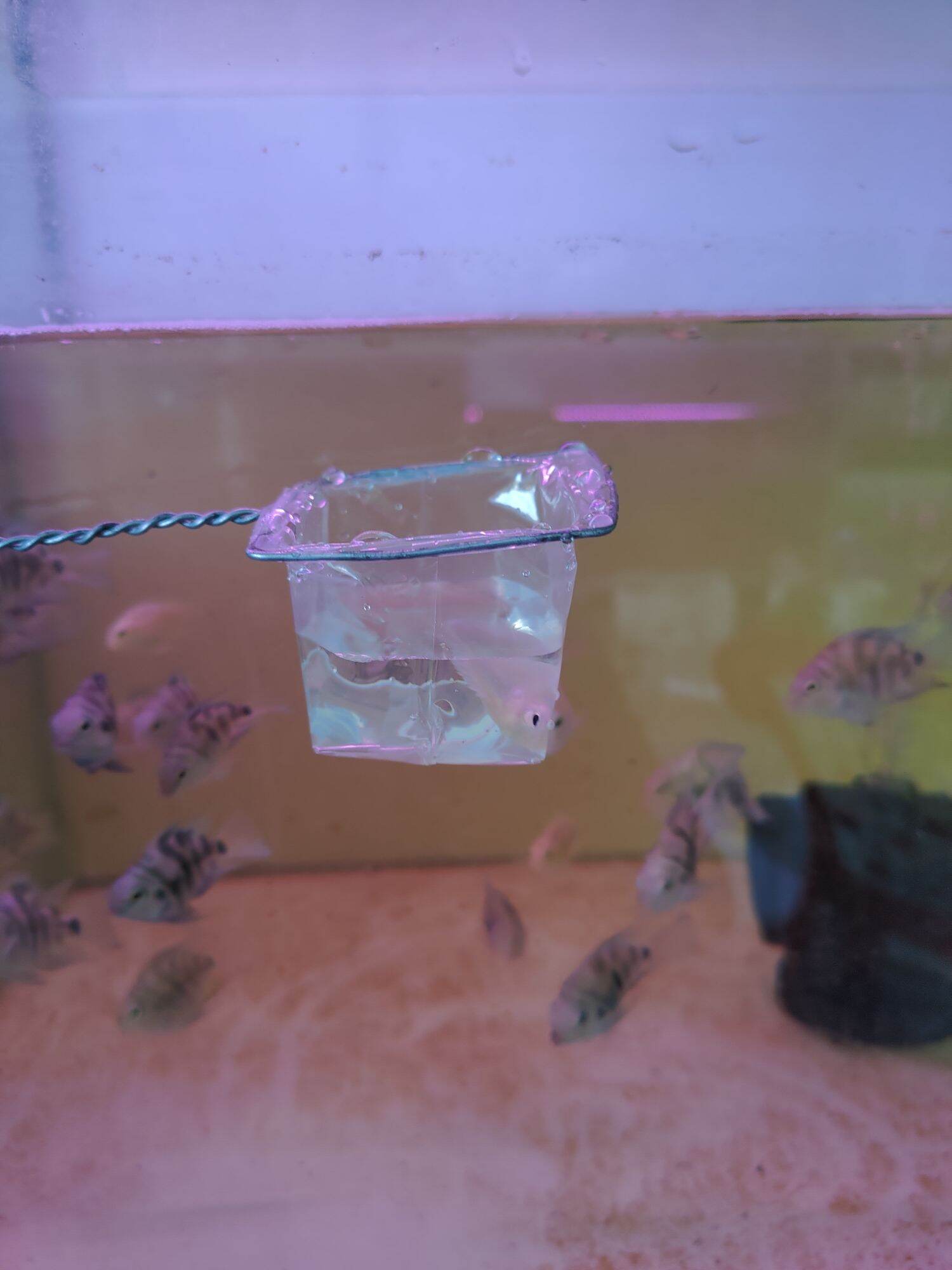 Vợt Vớt Cá Betta Guppy