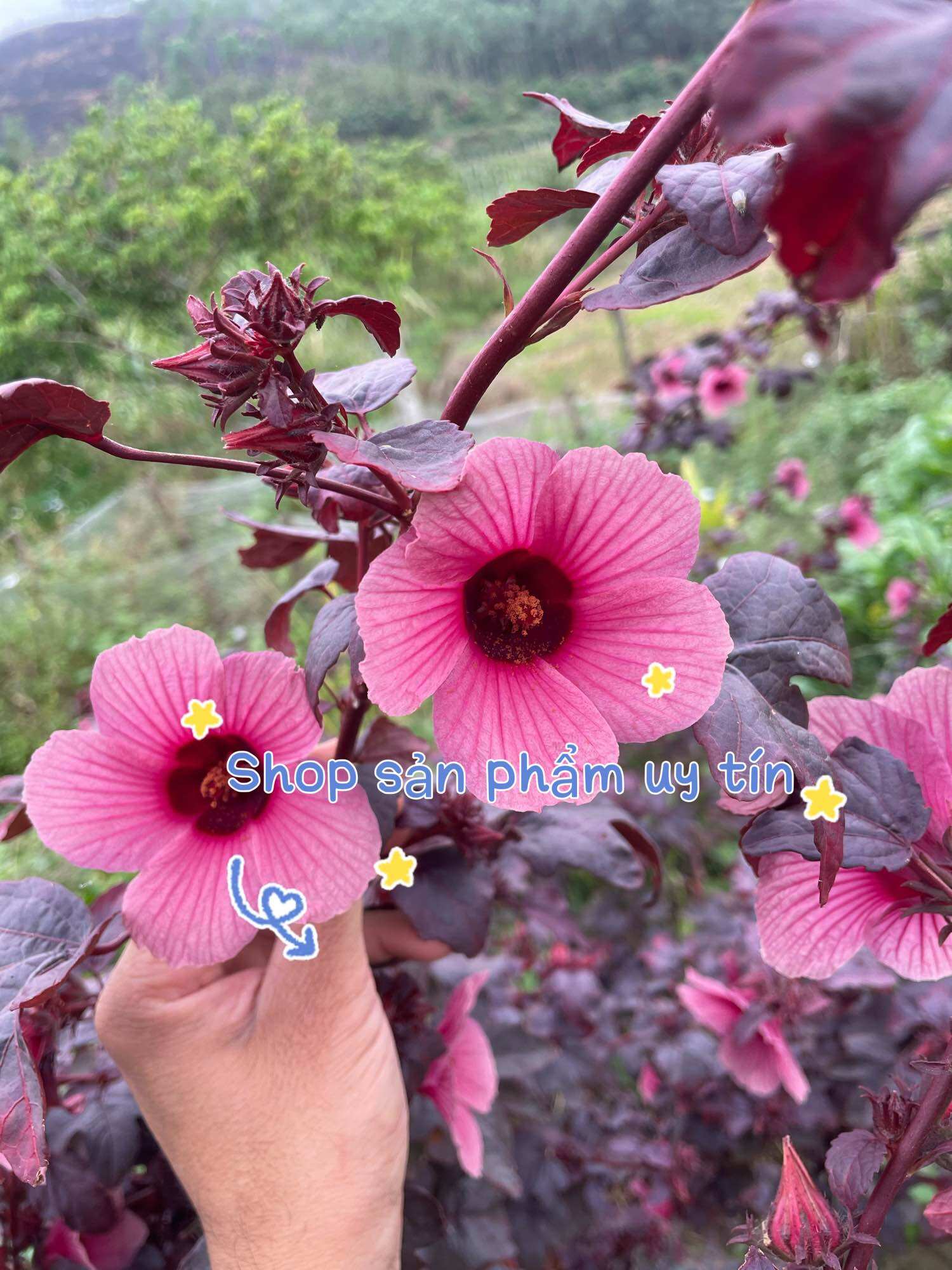 Cây bụp chua( hạt giống tự nhiên)