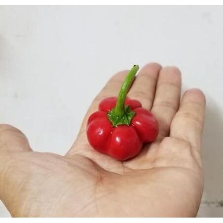 Hạt ớt bí ngô 30 hạt nẩy mầm 90%