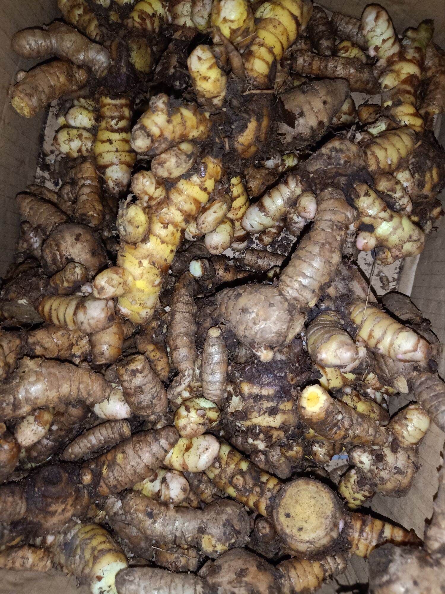 1Kg Nghệ Xanh Đào Rừng chắc lọi