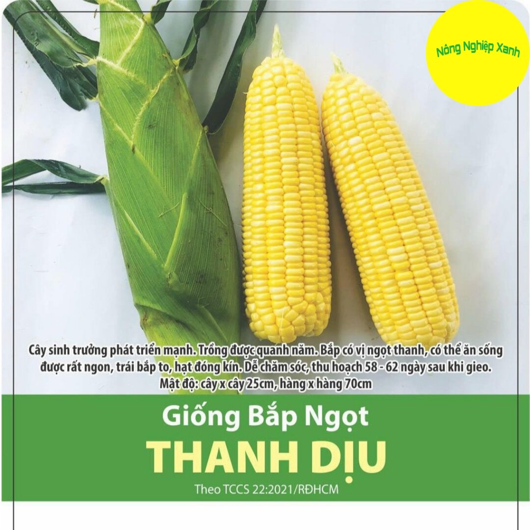Hạt Giống Bắp Ngọt Thanh Dịu Dễ trồng, Ngon ngọt