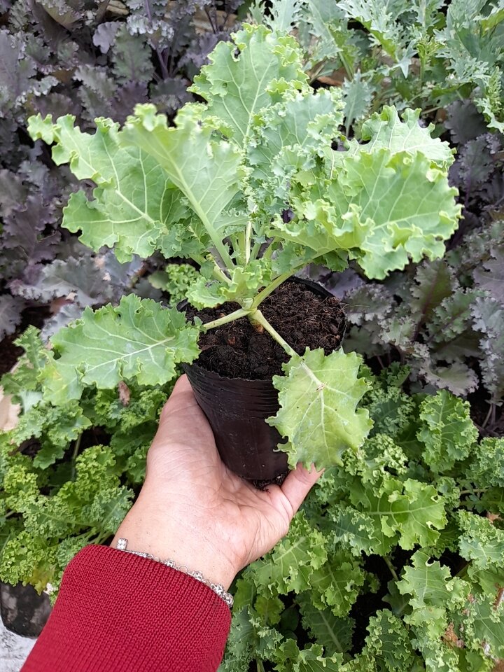Cây giống cải kale xoăn xanh, kale xoăn tím ươm bầu, giao tp HCM