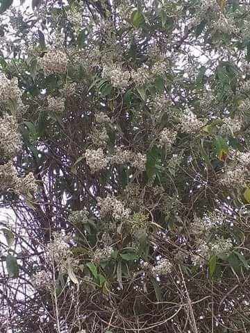 Hoa bó phón ( hoa mật mông) làm xôi vàng (1bó)