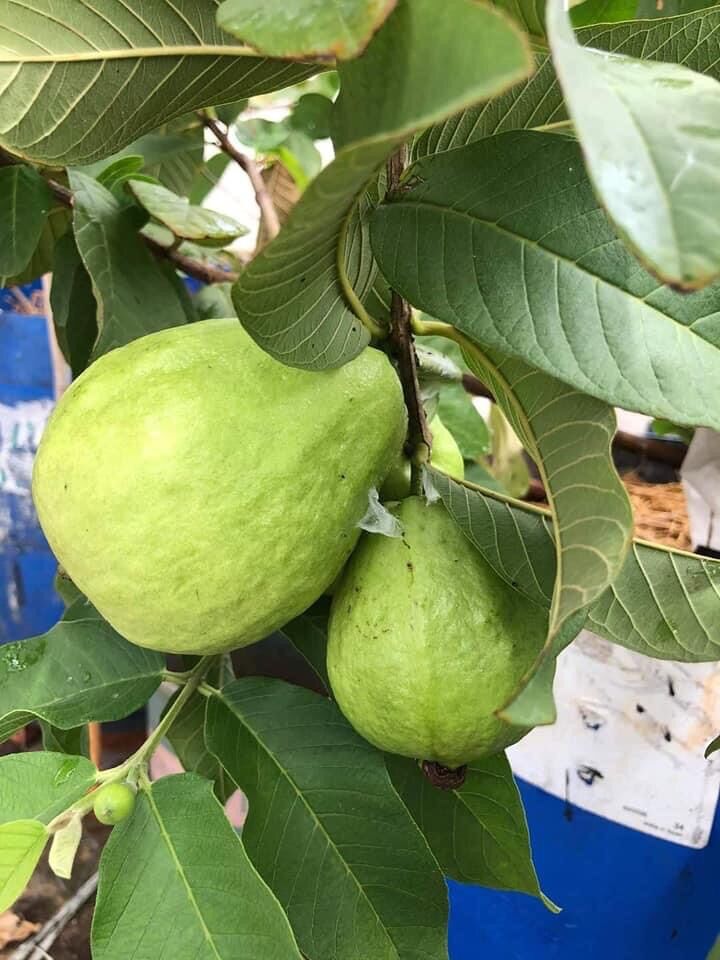 Ổi lê đài loan