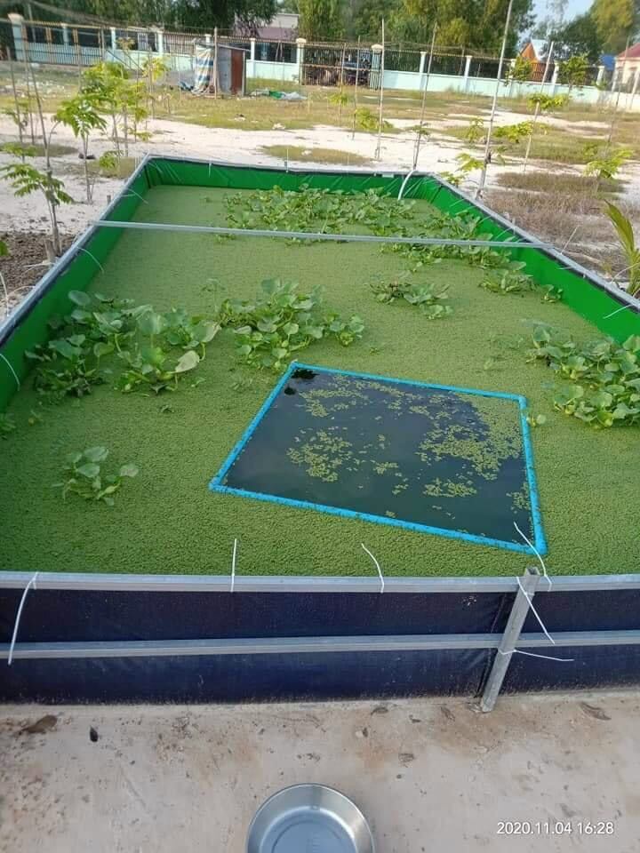 Bể bạt nuôi lươn , ốc , ếch ,cá 4x2x0,5