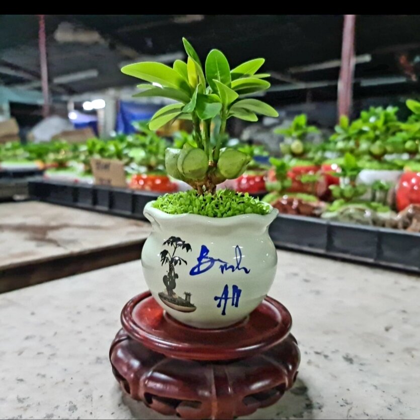 Cây Tài Lộc phong thủy trang trí bàn làm việc