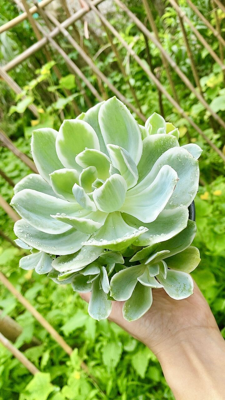 Sen đá var bụi