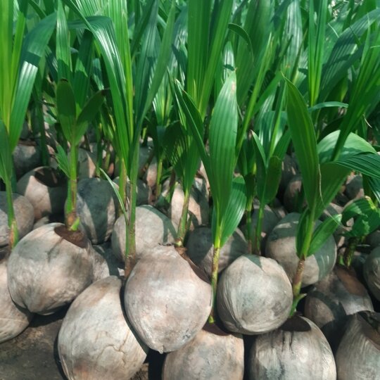 Cây dừa giống