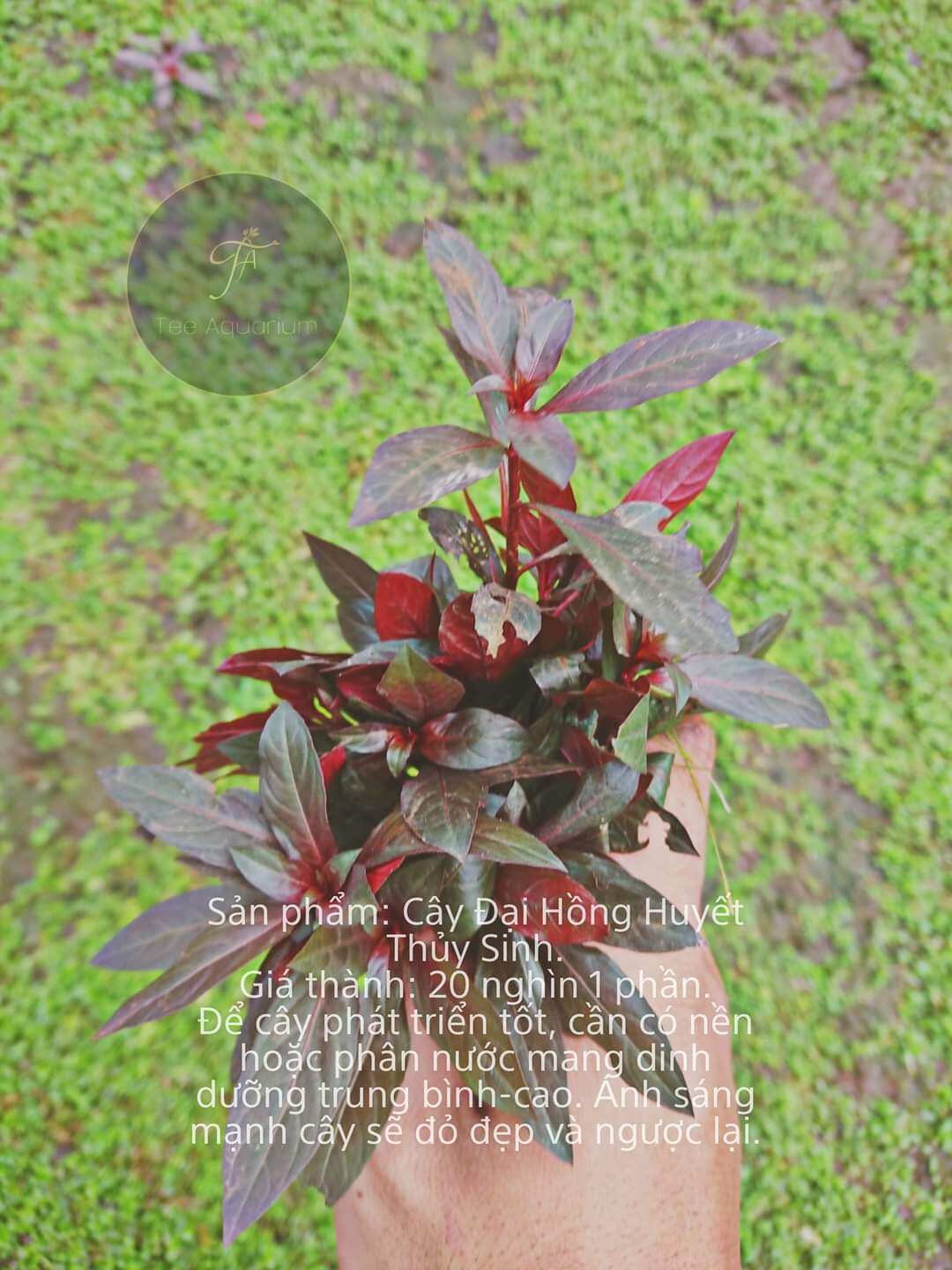 Cây đại hồng huyết thủy sinh - bán cạn