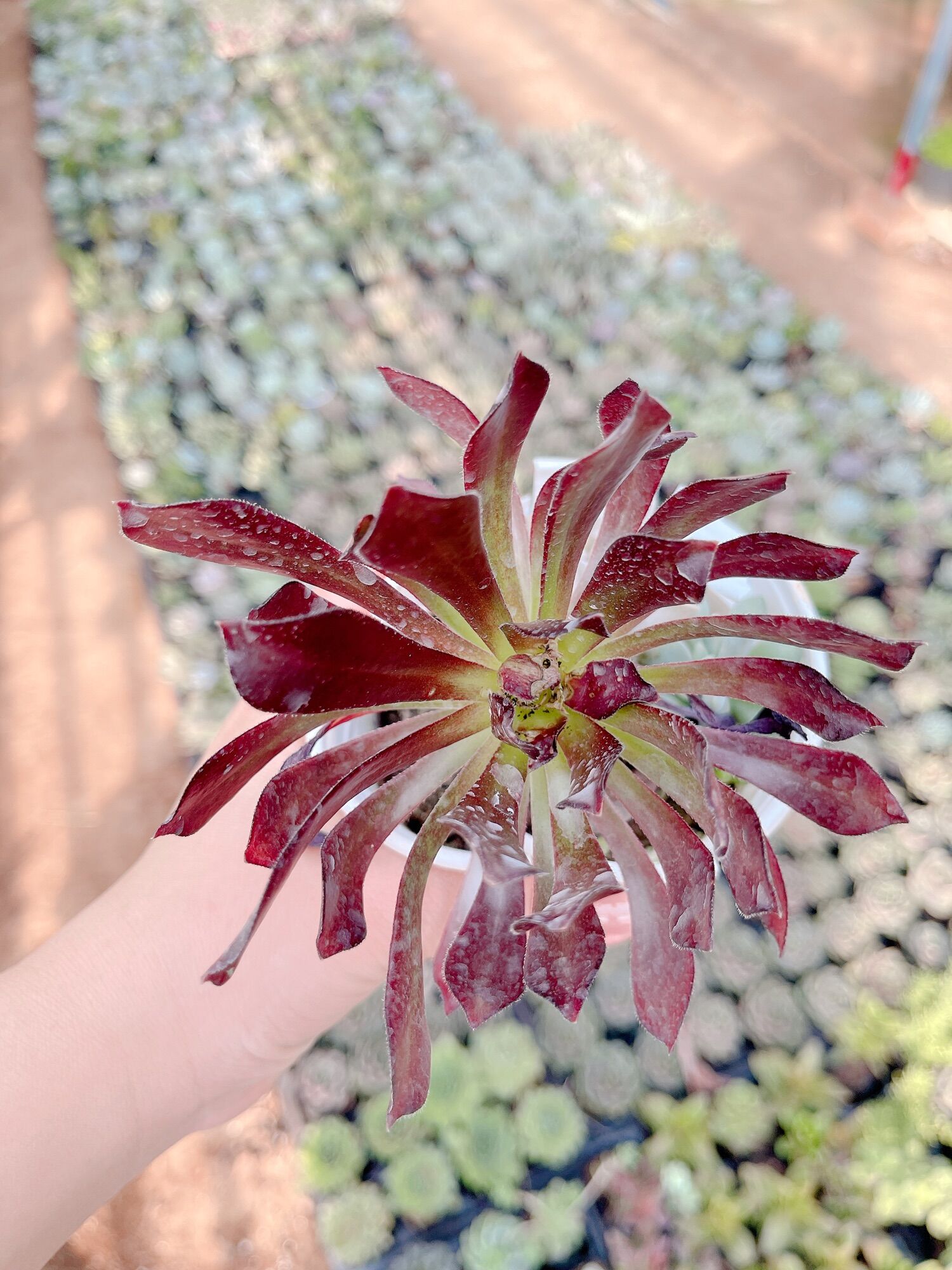 Sen đá Aoen size trung xuất vườn đà Lạt