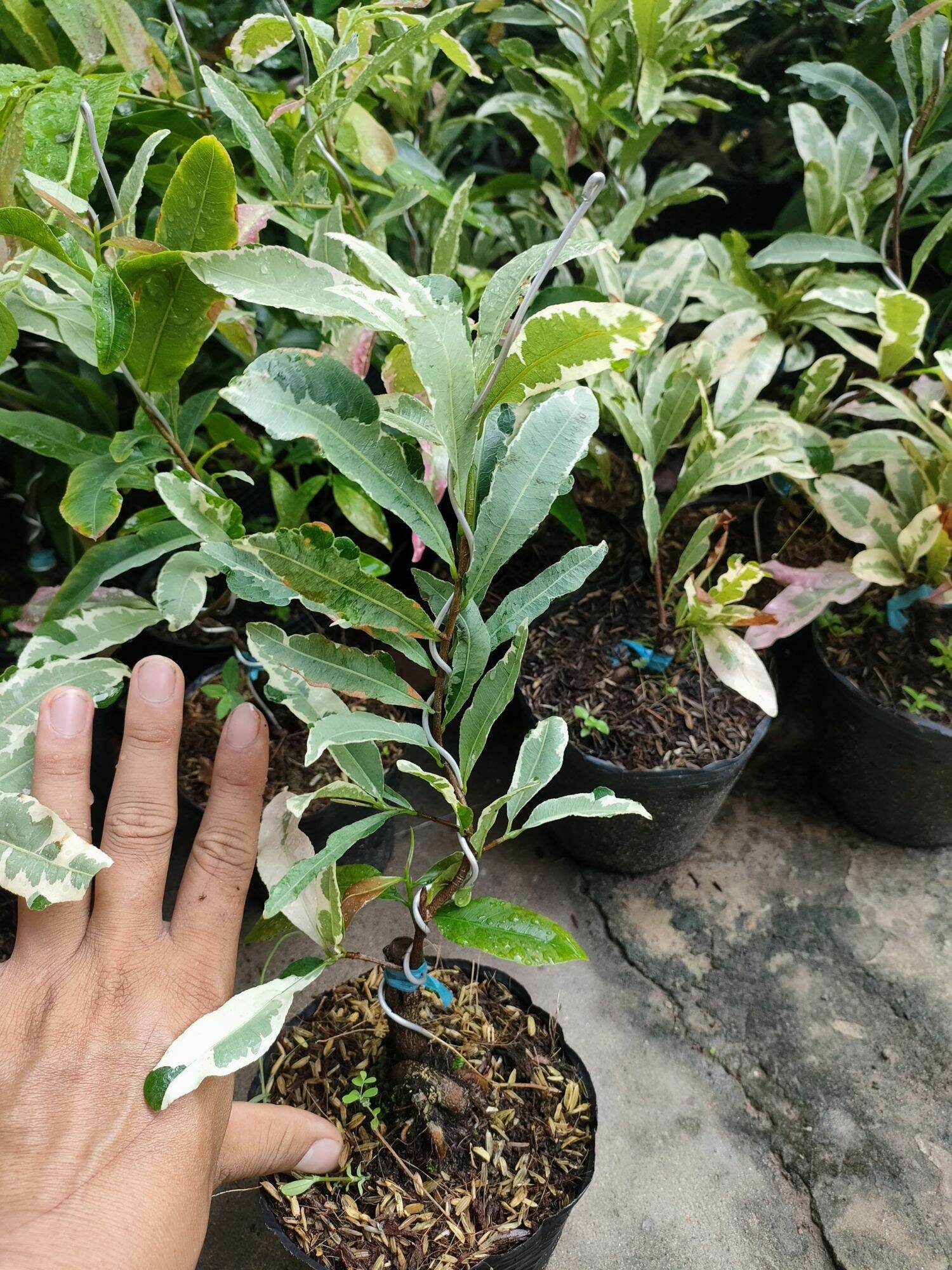 Cây mai cúc thọ hương lá cẩm thạch