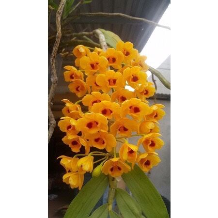 Hoa lan phi điệp vàng