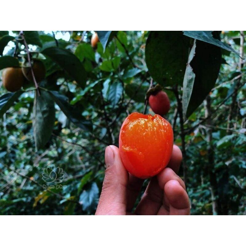 Cây giống hồng đỏ (hồng nhân hậu)