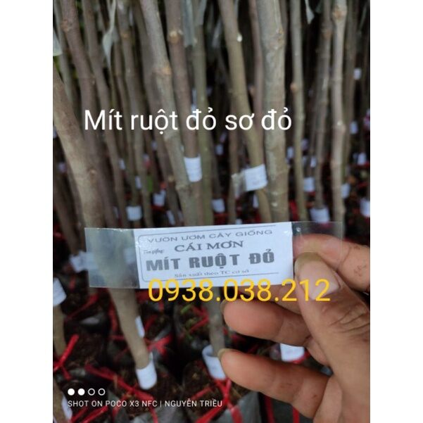 CÂY GIỐNG MÍT RUỘT ĐỎ SƠ ĐỎ MALAYSIA