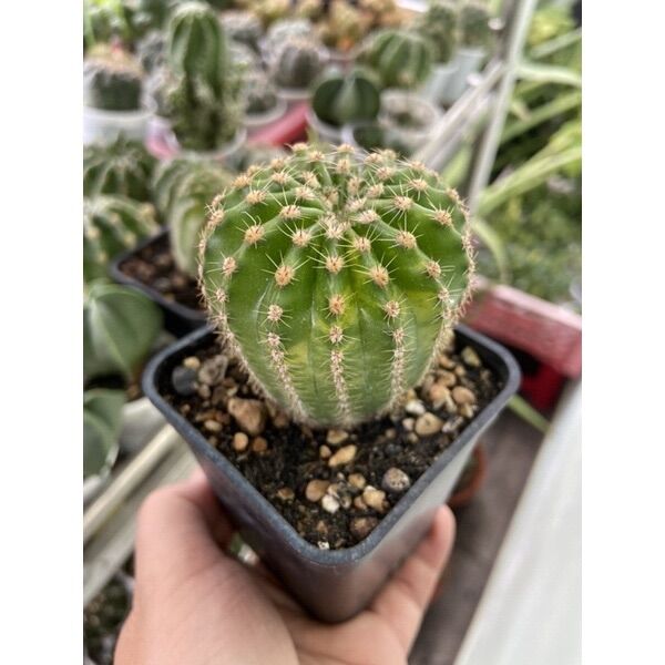 Xương Rồng Echino Lem