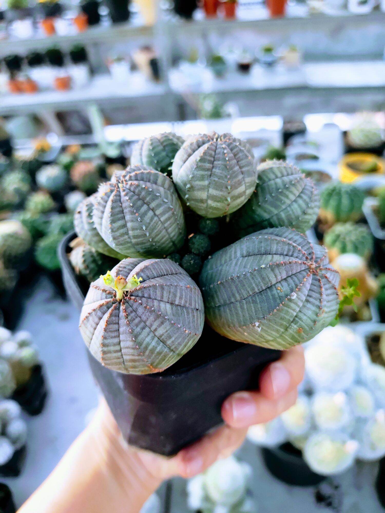 Xương rồng obesa bụi