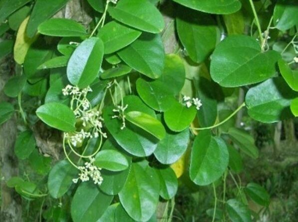 Cây sâm lá láng sâm vò chậu cây giống sâm làm thạch ăn mát.