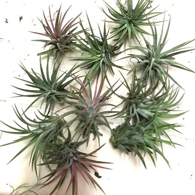 [HCM]Cây không khí ionantha cây lẻ