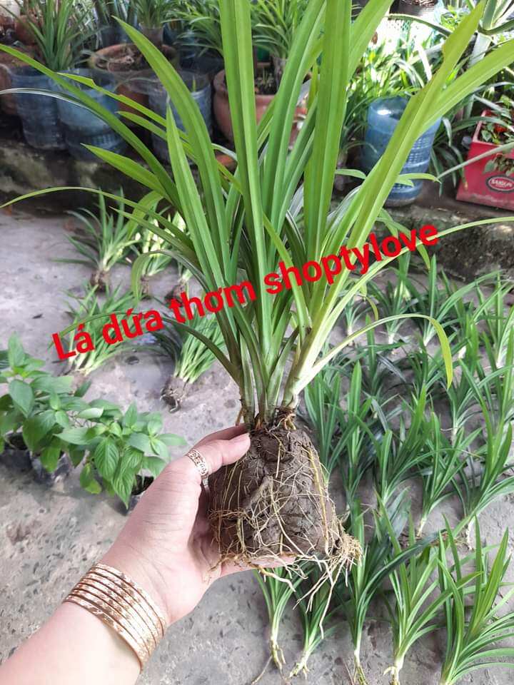 bầu 5 cây lá dứa (lá nếp thơm). bầu đã ra rễ con