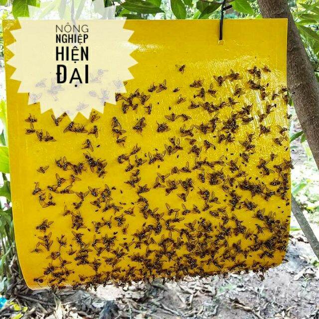Miếng dính bẫy ruồi vàng siêu dính (1 miếng)