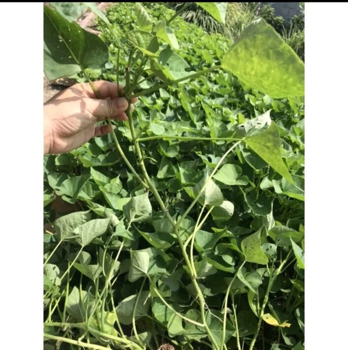 10 dây khoai lang nhật