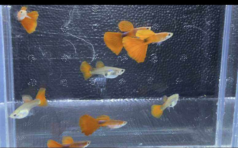 GUPPY COMBO 5 wild RED