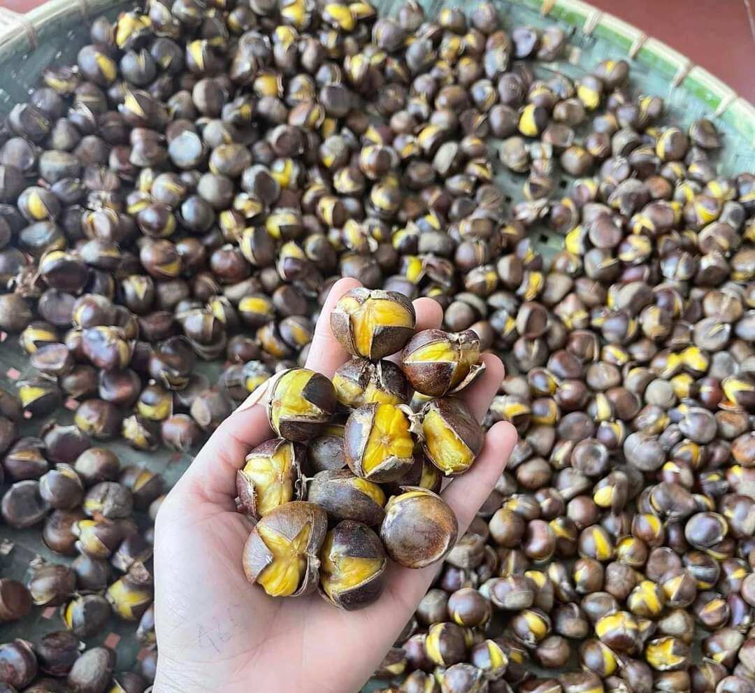 COMBO 2ký [ HẠT DẺ TƯƠI SAPA ] LOẠI NGON BỞ , MỀM , NGỌT
