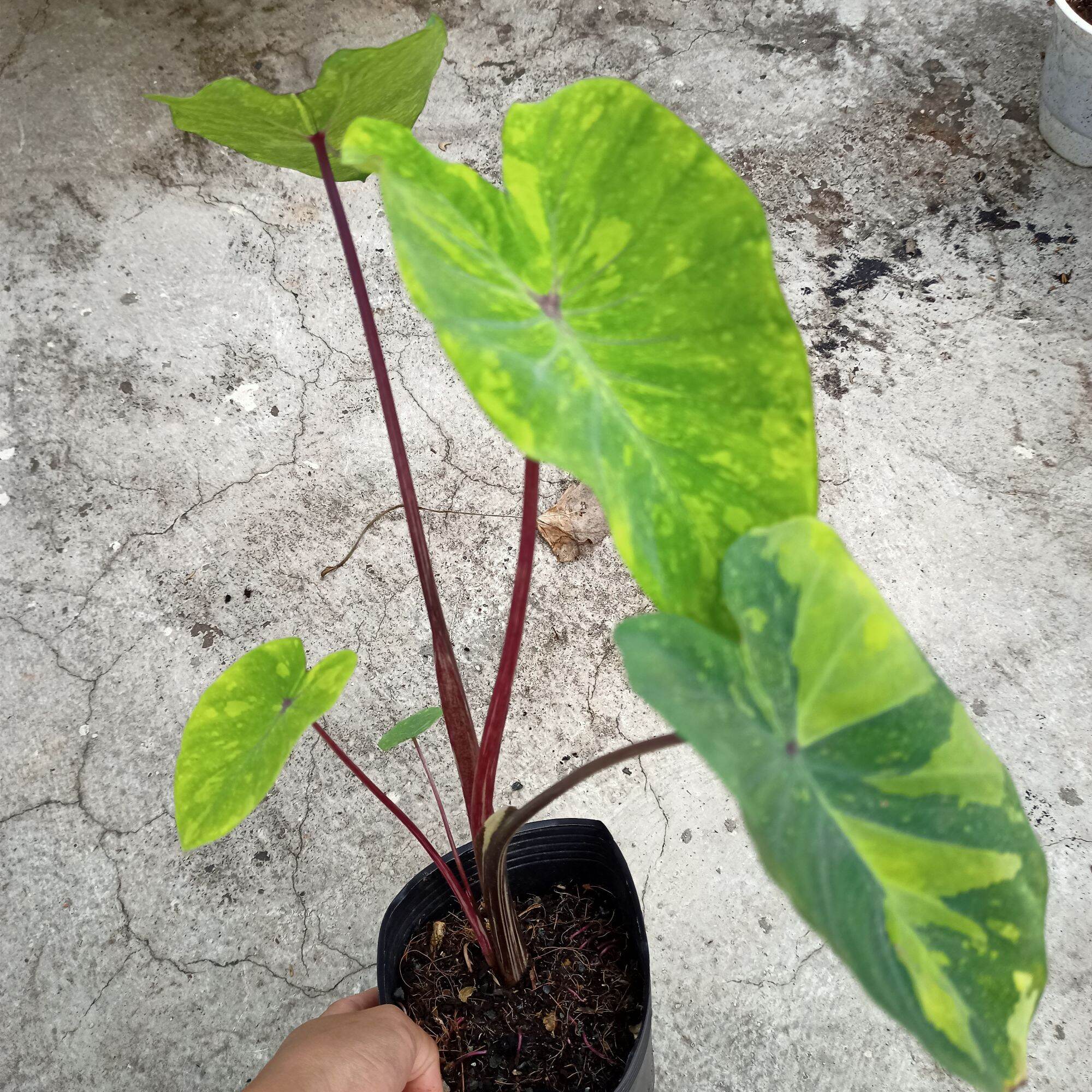 Chậu cây alocasia Lemon lime gecko
