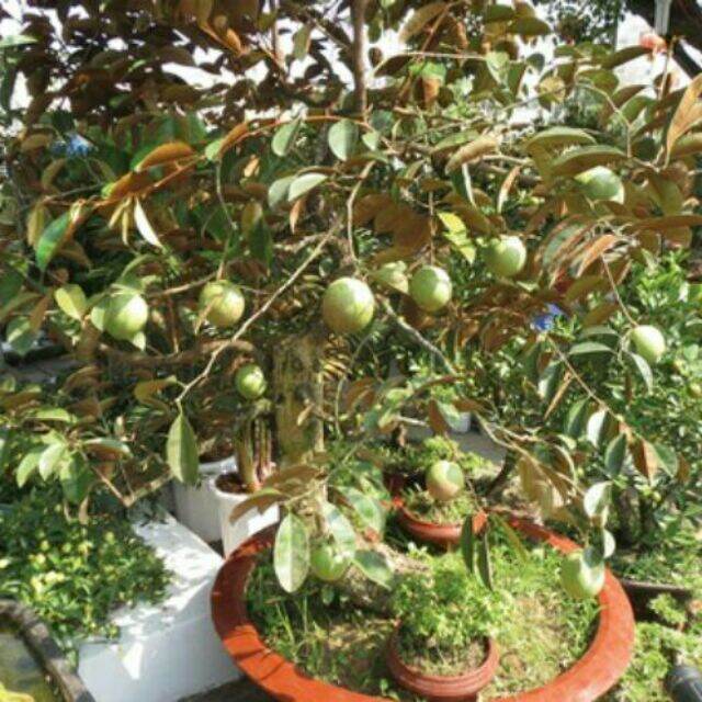 Cây vú sữa lò rèn bầu to, cây đẹp, cao từ 100cm. nhanh cho quả