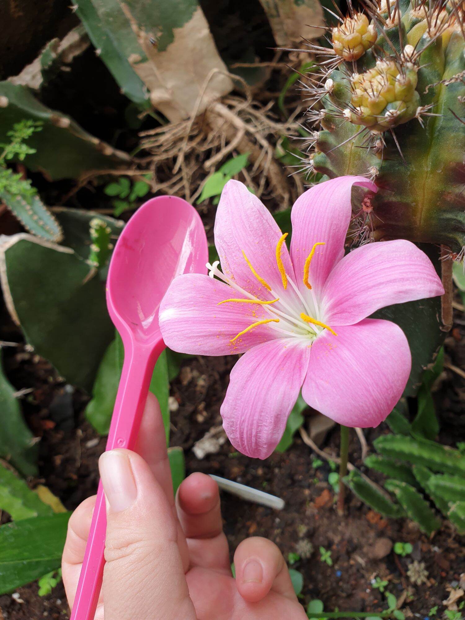 Củ huệ mưa Hồng Khủng (củ mẹ trồng có hoa ngay)