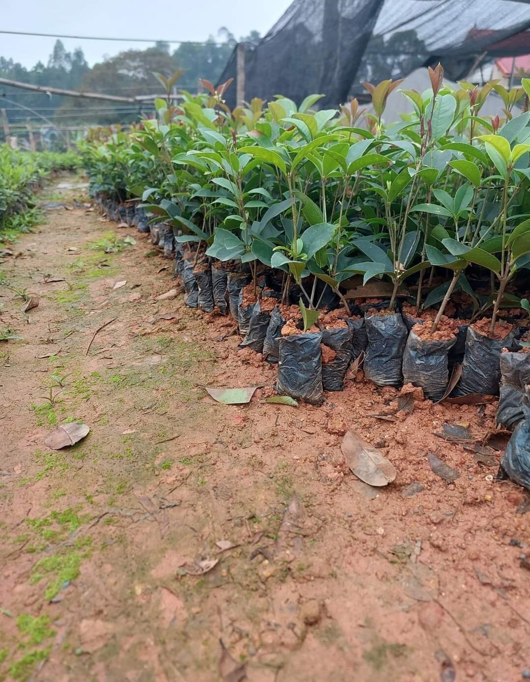 Cây mộc hương giống ( mộc ta hoa vàng)