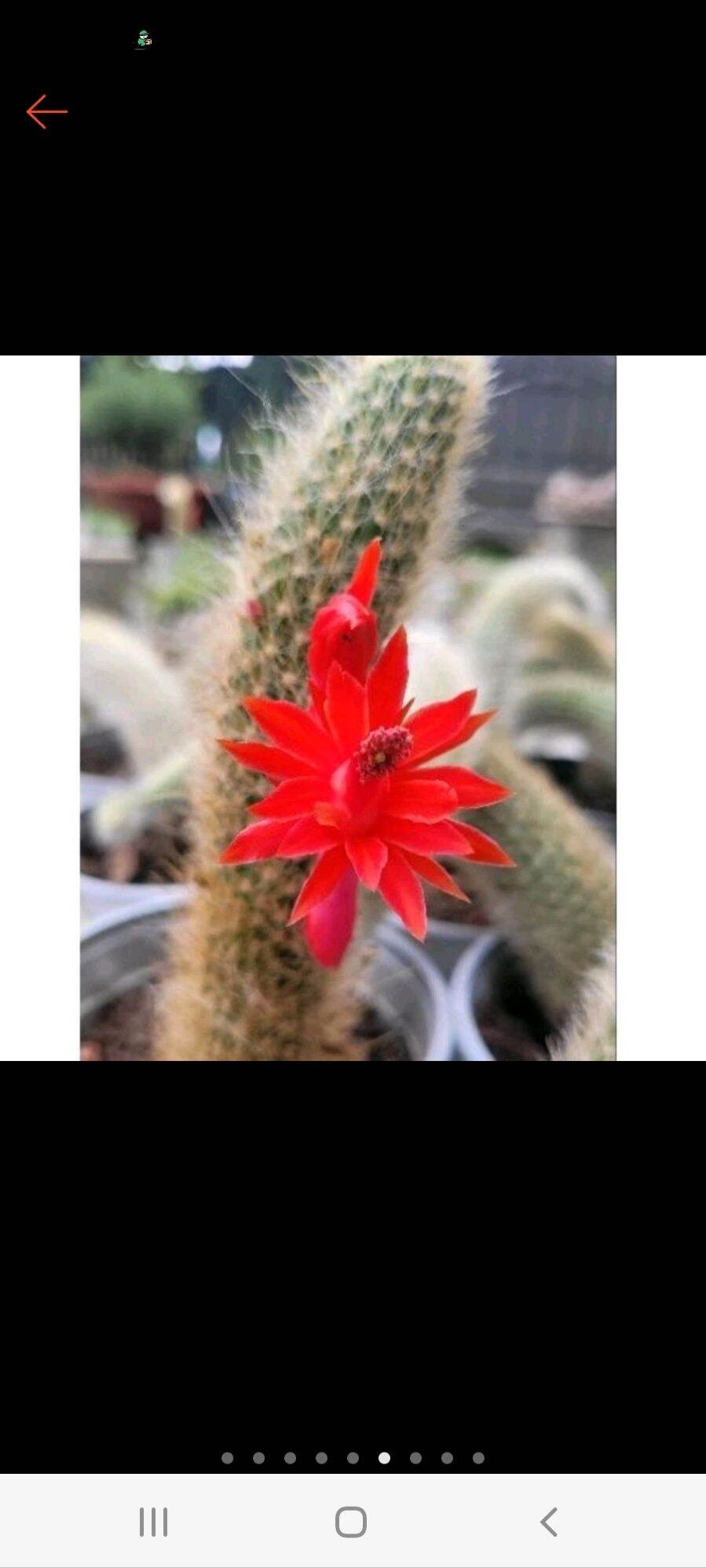 Xương rồng đuôi cáo. đuôi hồ ly