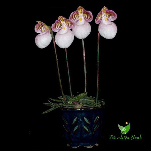 LAN HÀI MỐC HỒNG 1 CHẬU THUẦN