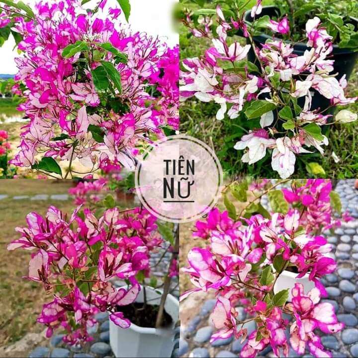 cây hoa giấy ghép (tiên nữ)
