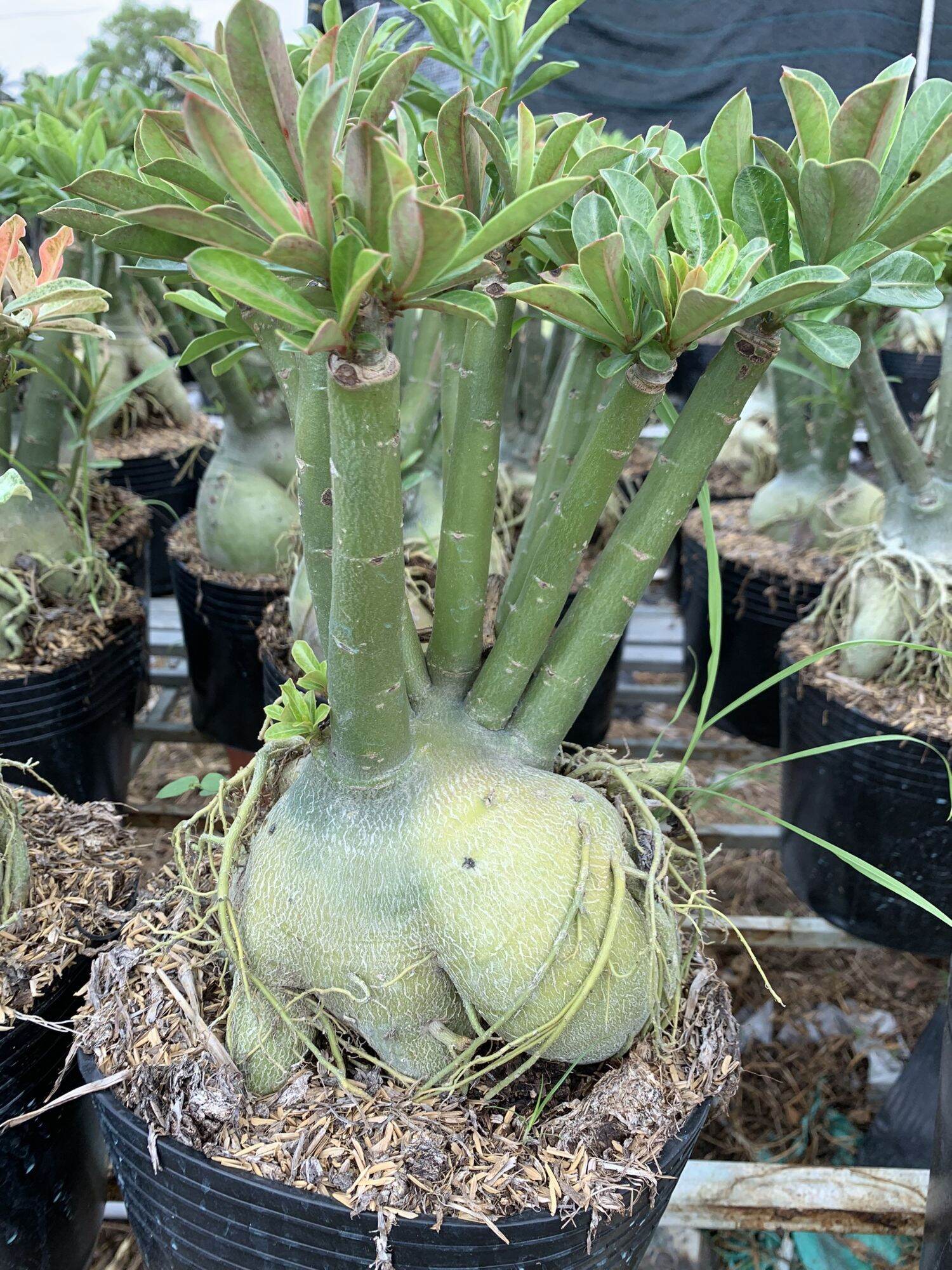 Cây sứ thái ghép. (cao 45cm )