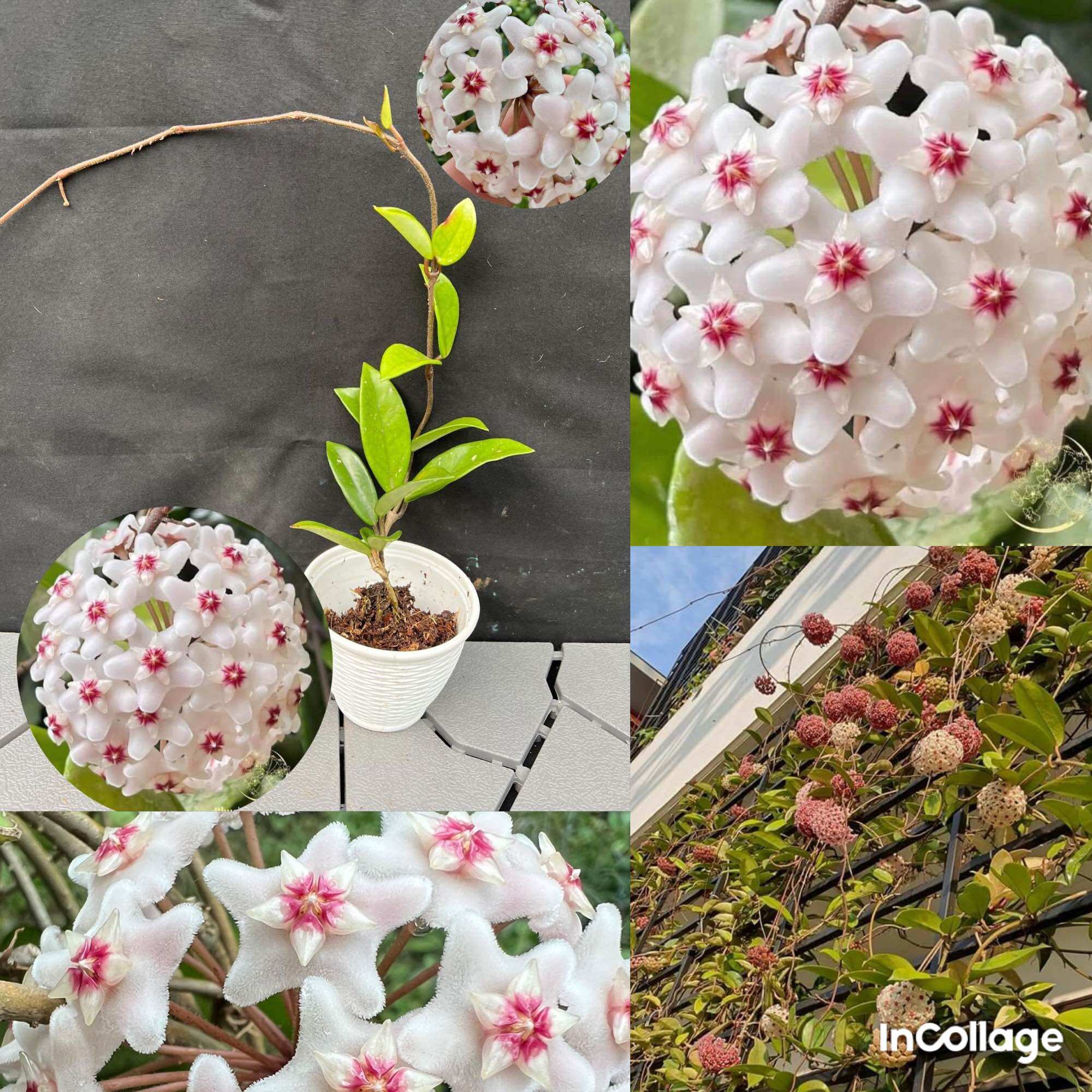 Hoa Cẩm cù hoya carnosa white hoa thơm, siêng hoa