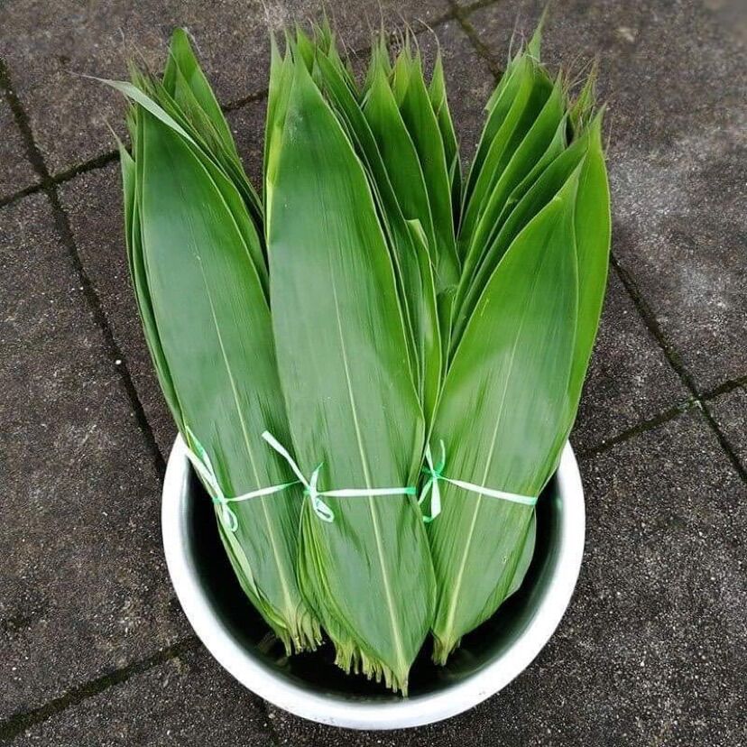 cây chít ,cây đót (gốc giống)