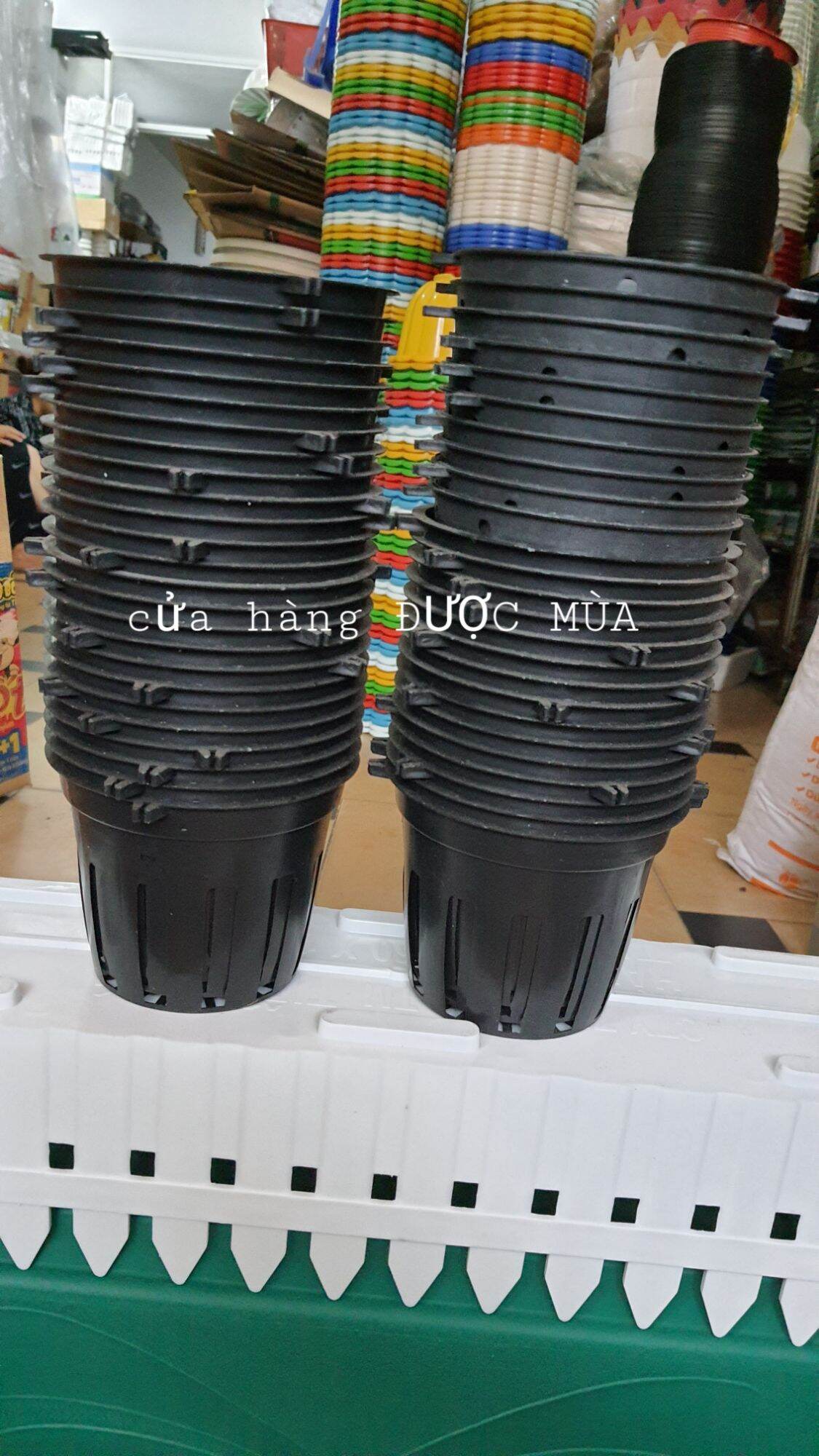 10 chậu nhựa trồng lan phi 12