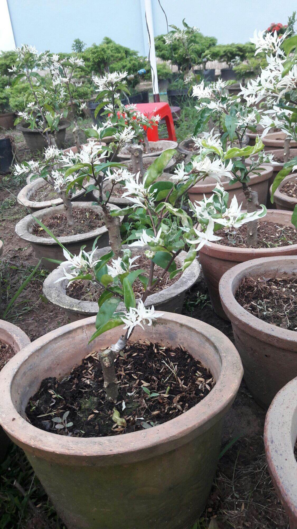 Mai chiếu thủy cẩm thạch