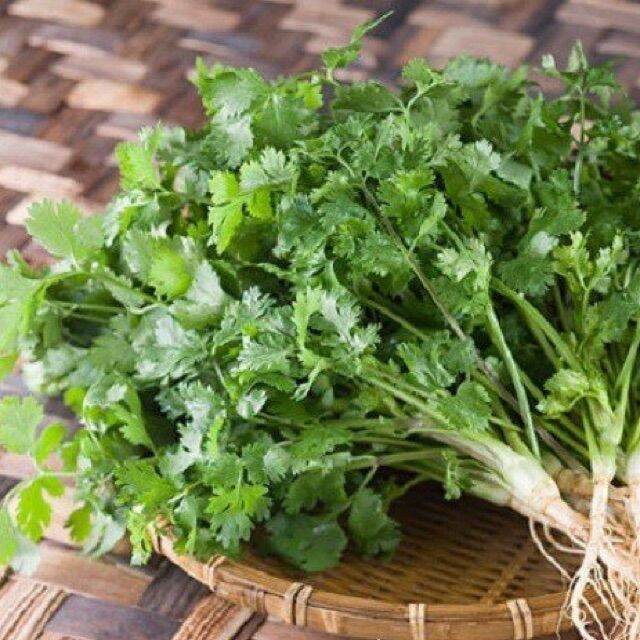 Hạt giống ngò rí (rau mùi) - gói 20gr
