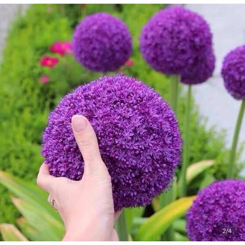Củ giống hoa cầu tuyết (1củ)