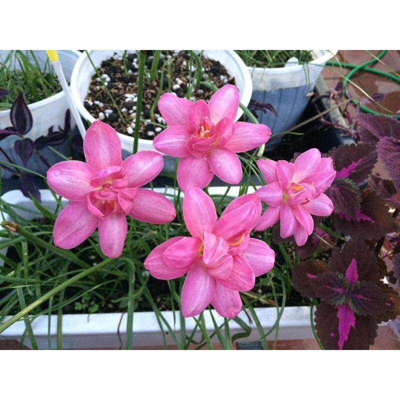Củ hoa huệ mưa ngoại hoa tết